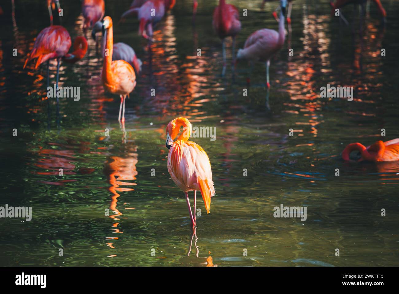 Flamingos (Phoenicopteridae) Stockfoto