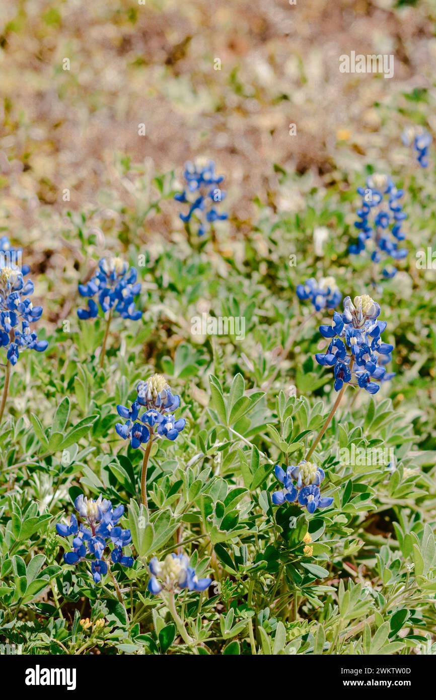 Texas Bluebonnets im Frühling Stockfoto