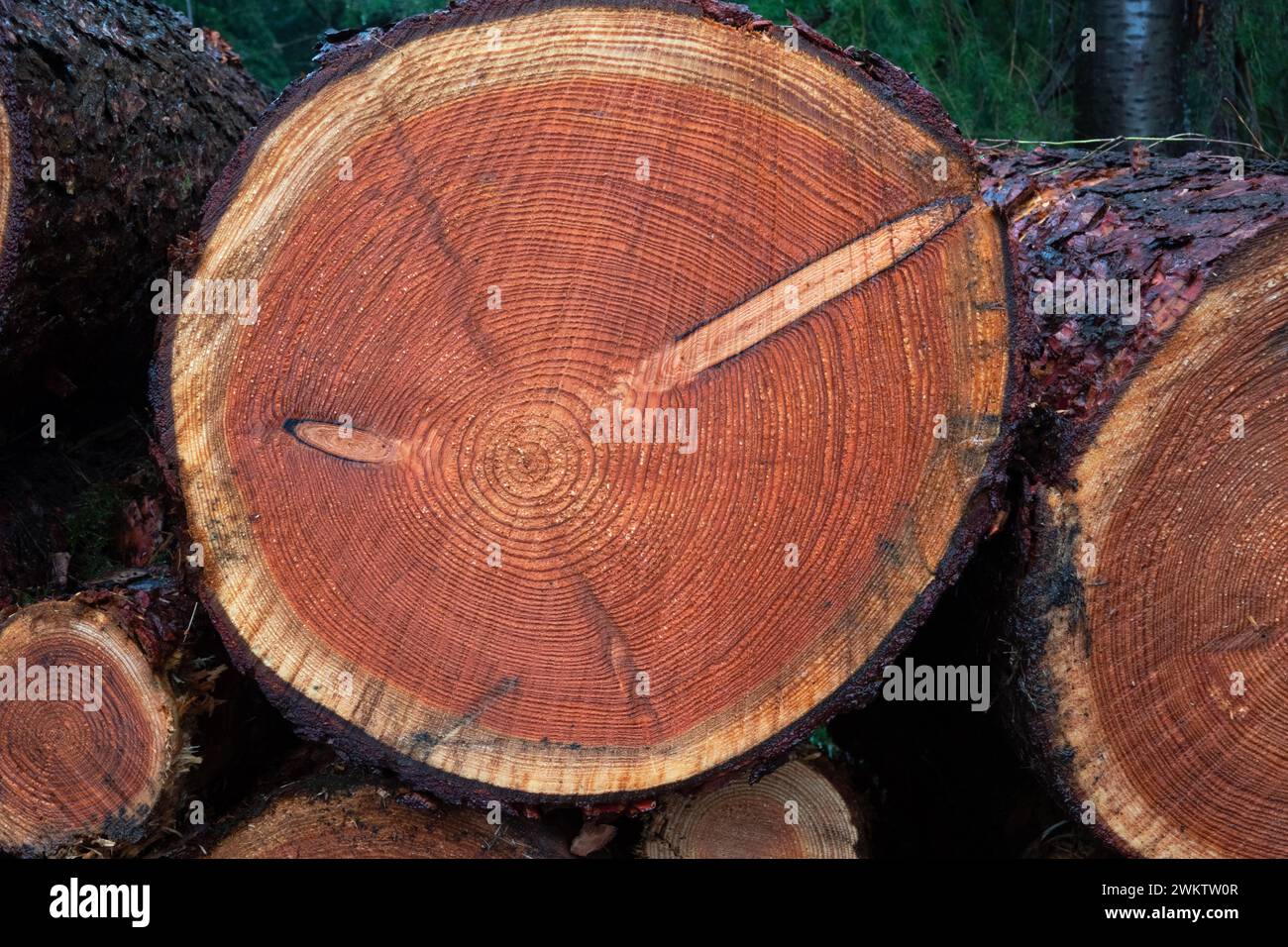Querschnitt des gesägten Stammes eines Fichtenbaums mit Jahresringen und Astwirbeln Stockfoto