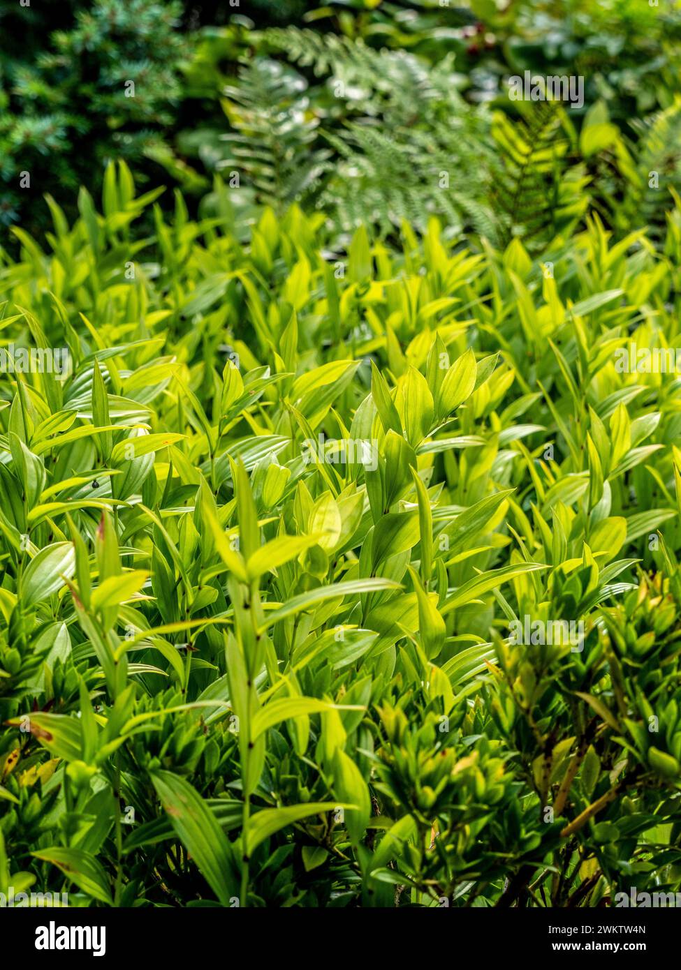 Feen garten -Fotos und -Bildmaterial in hoher Auflsung  Alamy