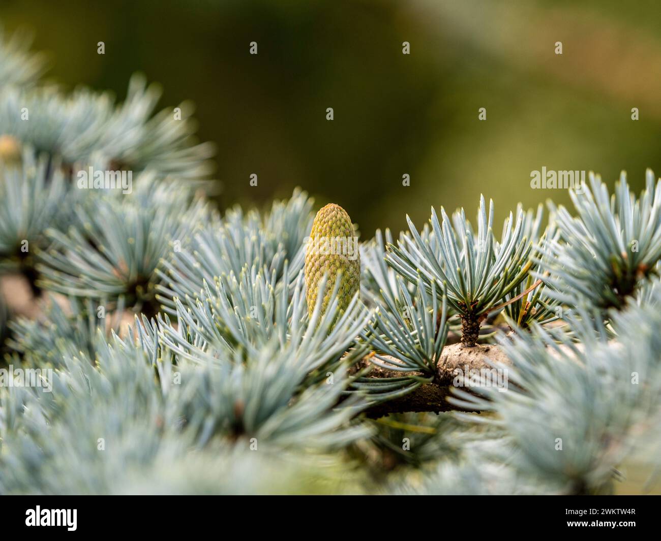 Nahaufnahme der Nadeln und des Kegels auf einer blauen Atlas-Zeder, die in einem Garten wächst Stockfoto