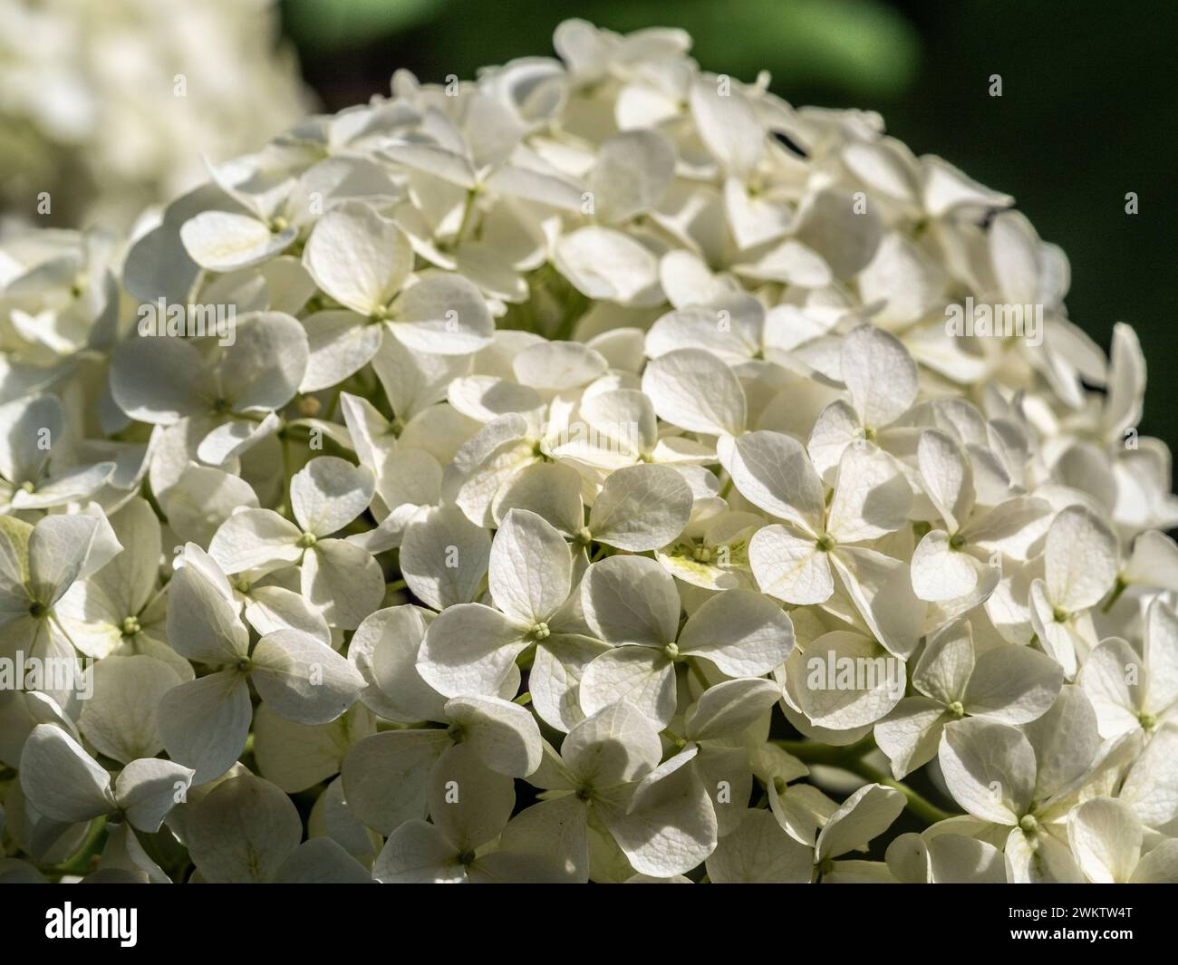 Nahaufnahme eines weißen Blumenkopfes von Hydrangea arborescens Annabelle. Stockfoto