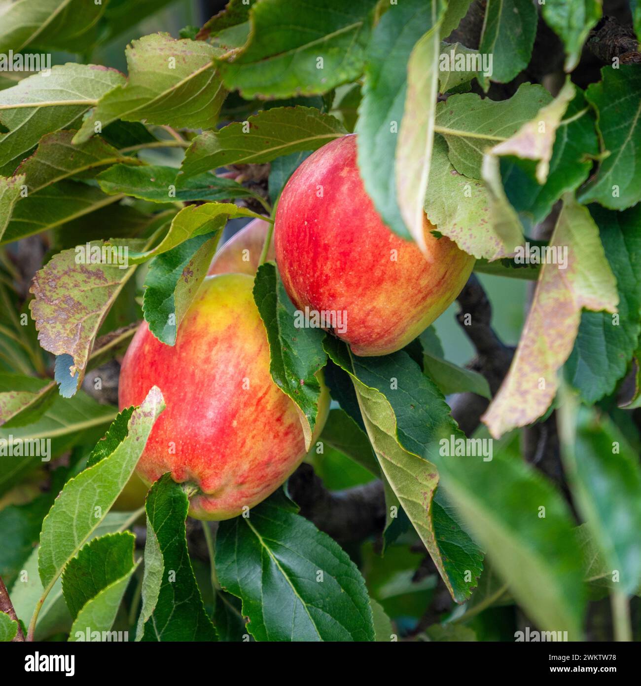 Rote und grüne Früchte von Apple Malus domestica Katy/Katja reif und bereit für die Ernte Stockfoto