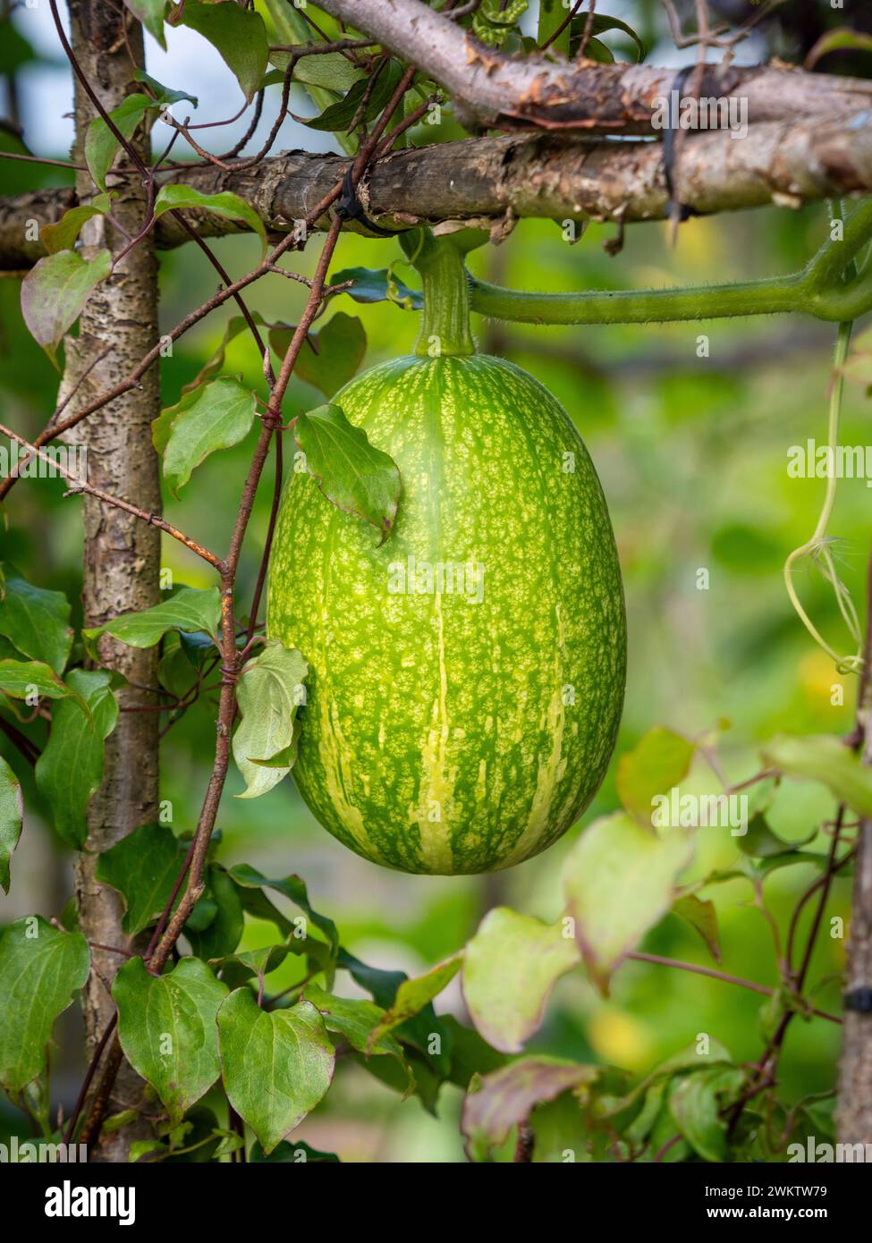 Feigenblatt-Kürbis, der auf einem Holzrahmen in einem britischen Garten wächst. Stockfoto