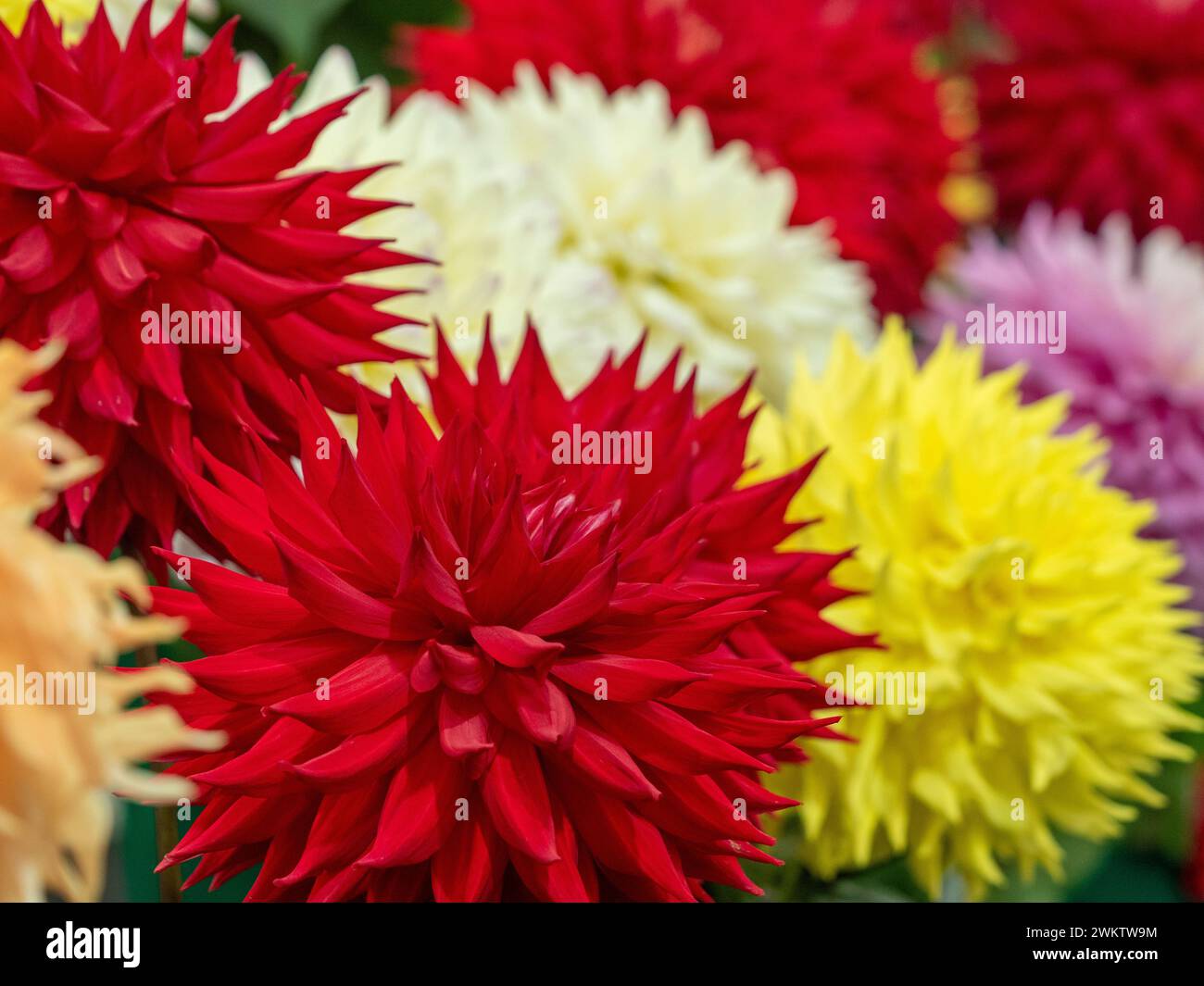 Semi Cactus Dahlien auf der Harrogate Flower Show. North Yorkshire, Großbritannien Stockfoto