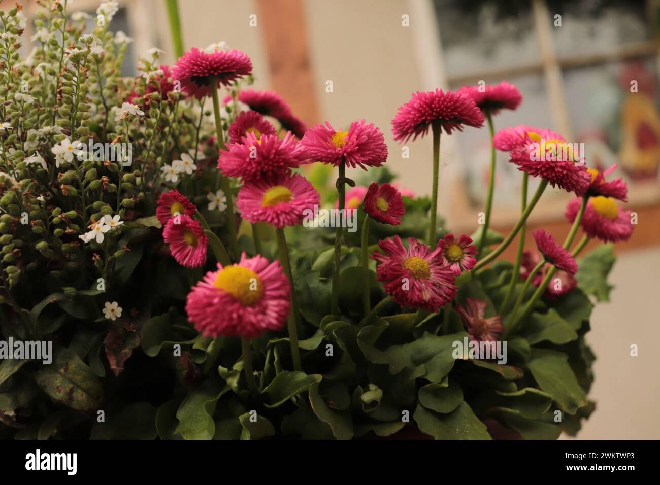 Blumen im Garten Stockfoto