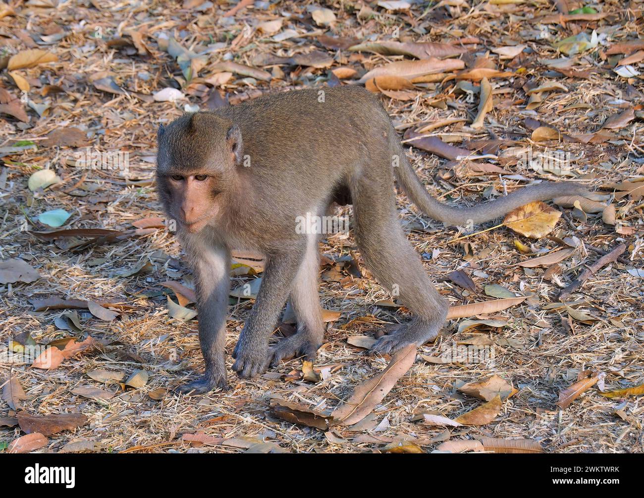 Krabbenfressender Makaken, Langschwanzmakaken, Javaneraffe, Makakenkrabben, Makakenkrabben, Macaca fascicularis, közönséges makákó, Kambodscha Stockfoto