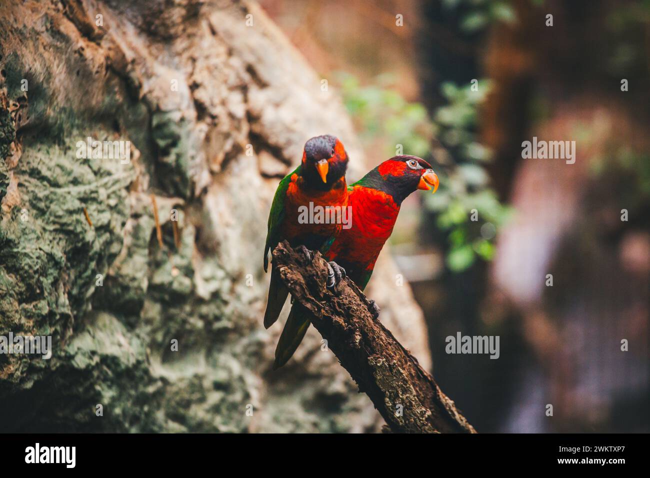 Farbenfroher Lori-Papagei (Loriini) Stockfoto