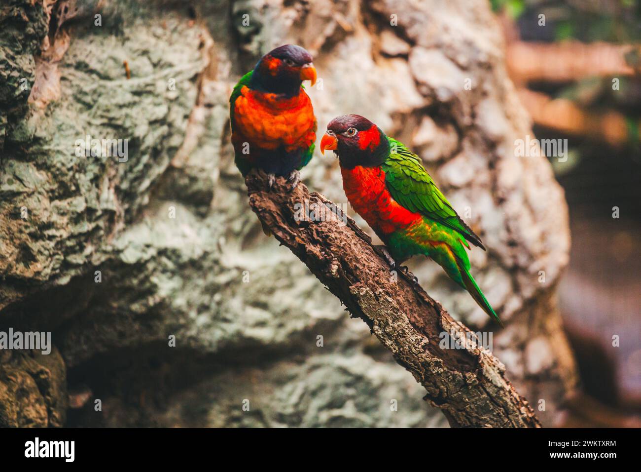 Farbenfroher Lori-Papagei (Loriini) Stockfoto