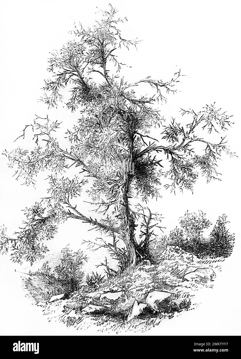 Illustration eines Dornbuschs: Die Söhne von Belial werden alle als Dornen sein (die wertlosen/bösen sind wie Dornen) aus dem 19. Jahrhundert Stockfoto