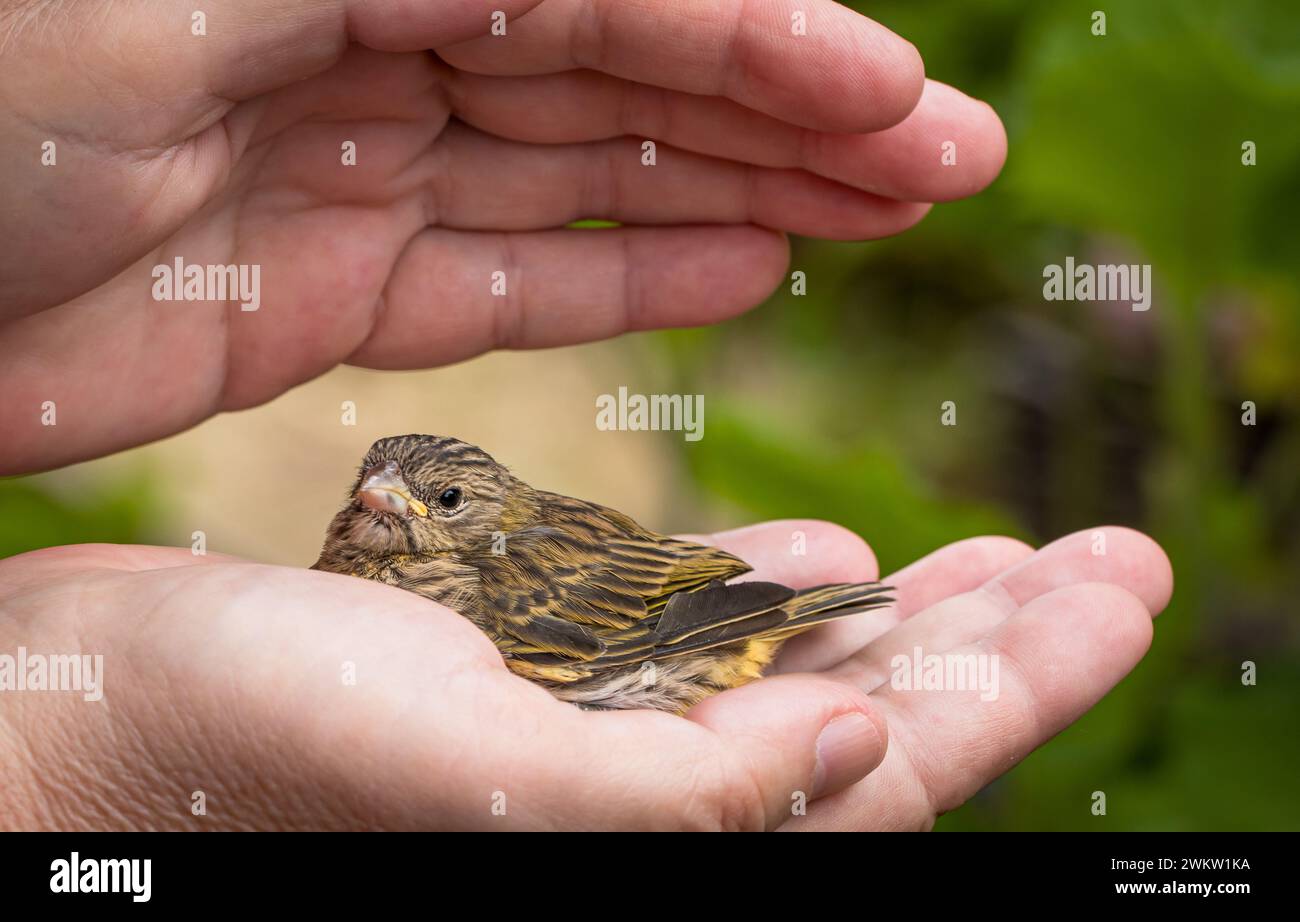 Ein winziger Vogel in der Hand, der Reiki empfängt Stockfoto