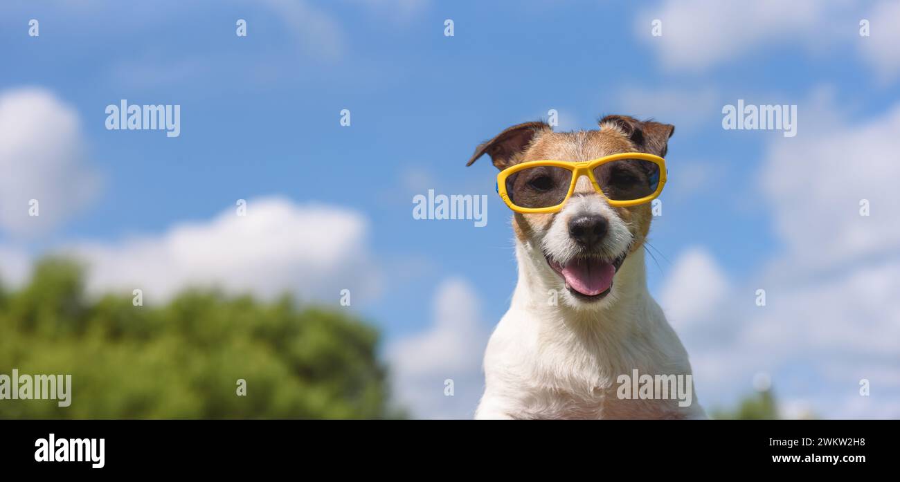 Glücklicher lächelnder Hund in der Sonnenbrille mit blauem Himmel im Hintergrund an hellen sonnigen Sommertagen am Strand Stockfoto