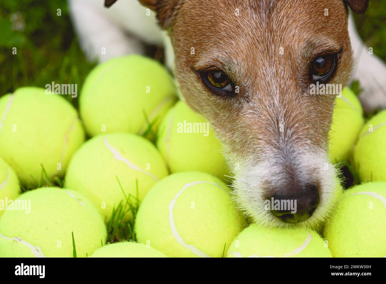 Hundebesessenes Verhalten: Hundebewachung und Horten vieler Tennisbälle Stockfoto