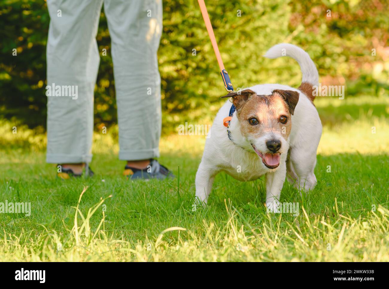 Wie man den Hund daran hindert, an der Leine zu ziehen. Der Hund zieht den Besitzer an der Leitung und braucht Gehtraining Stockfoto