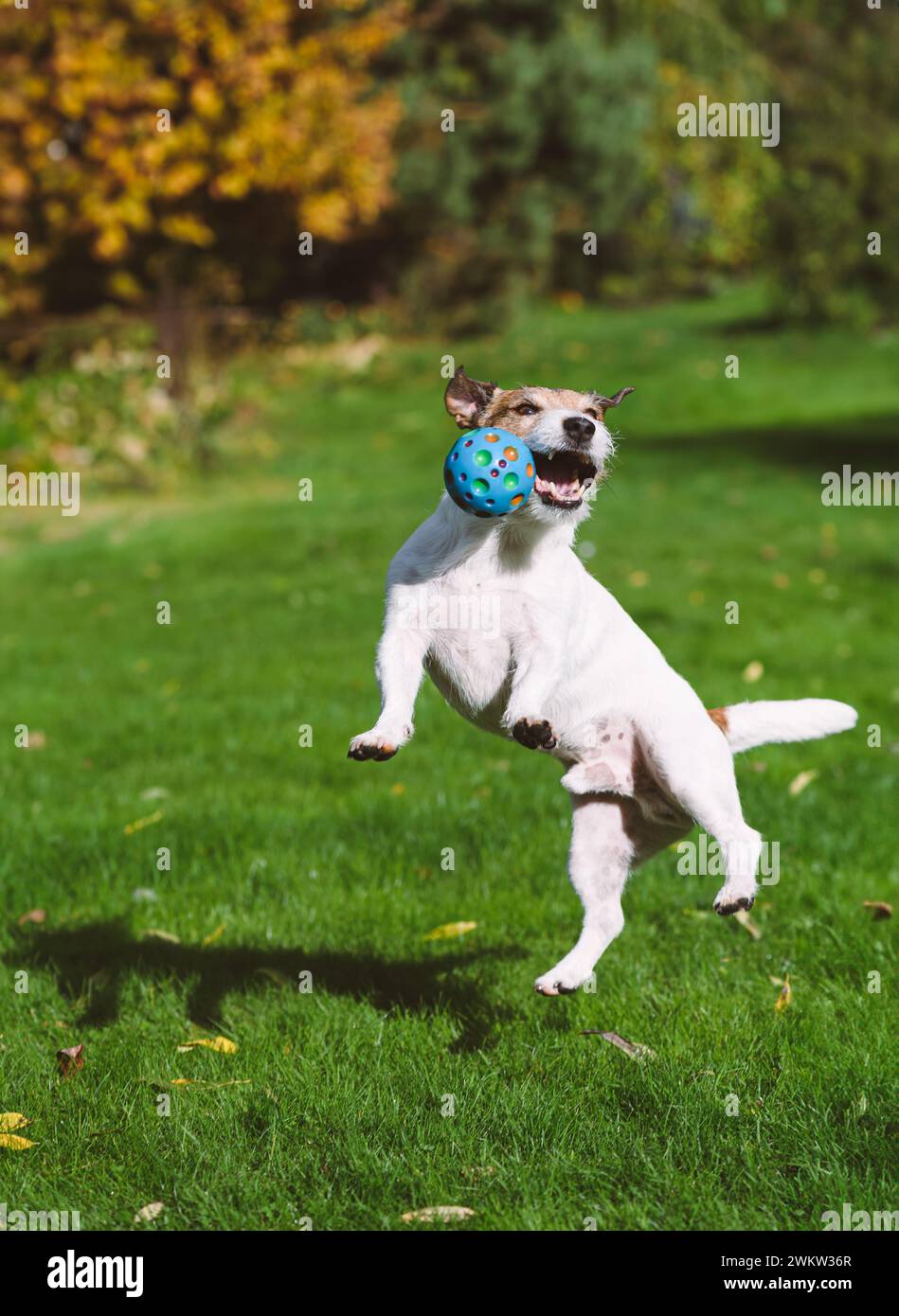 Lustiger aktiver Hund, der auf dem Rasen spielt, springt, um buntes quietschendes Kaukugelspielzeug zu fangen Stockfoto