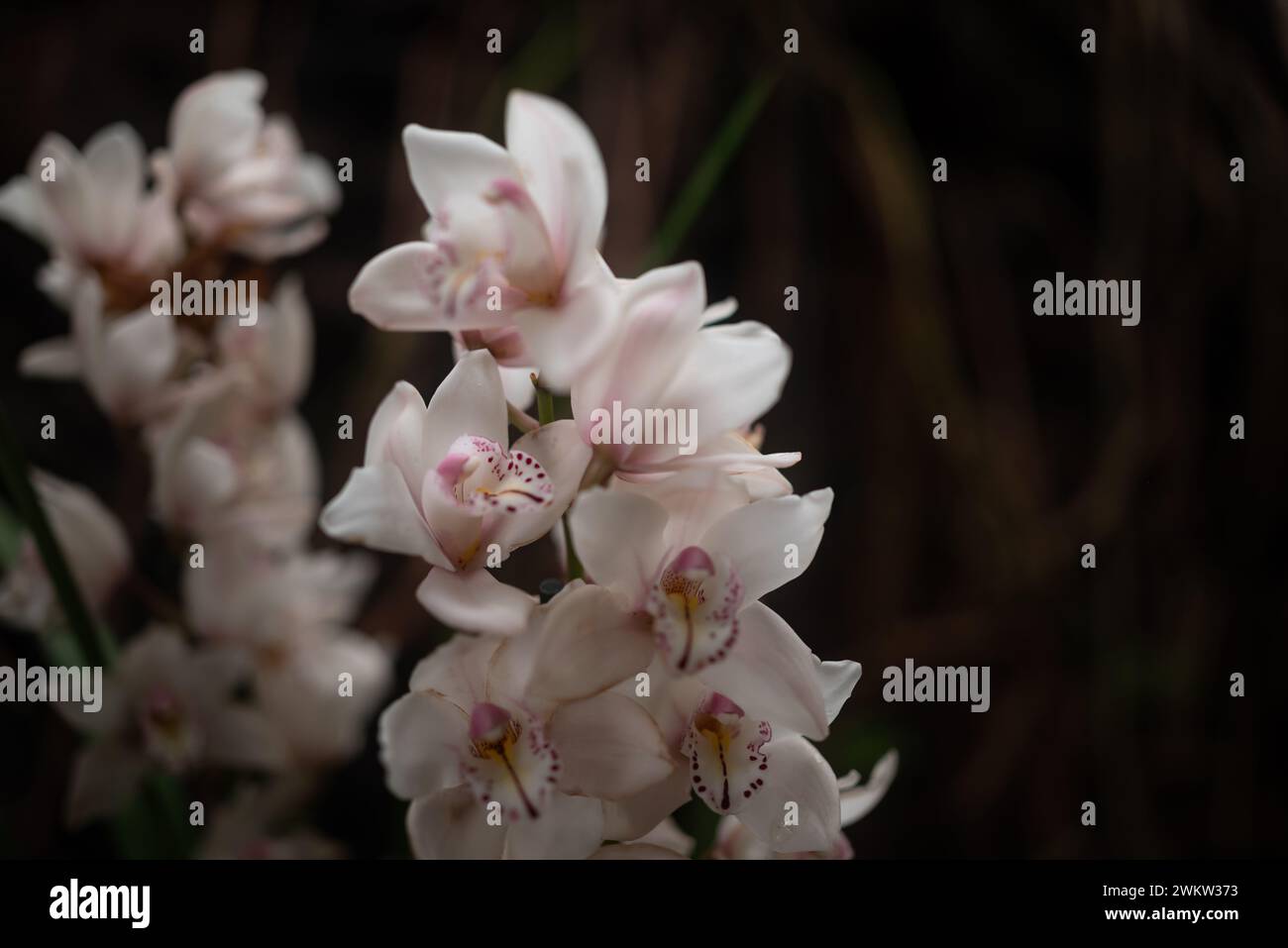 Ein Haufen weißer Orchideen auf dunklem Hintergrund. Cymbidium oder Boat Orchid Stockfoto