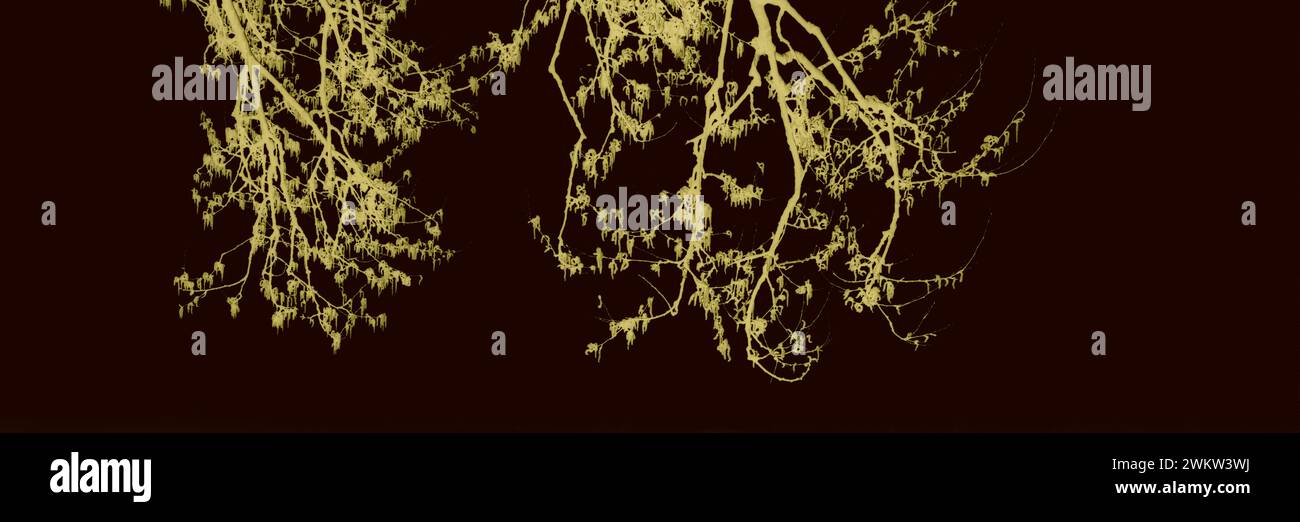 Schwarzweißbild dominiert von Nebel Stockfoto