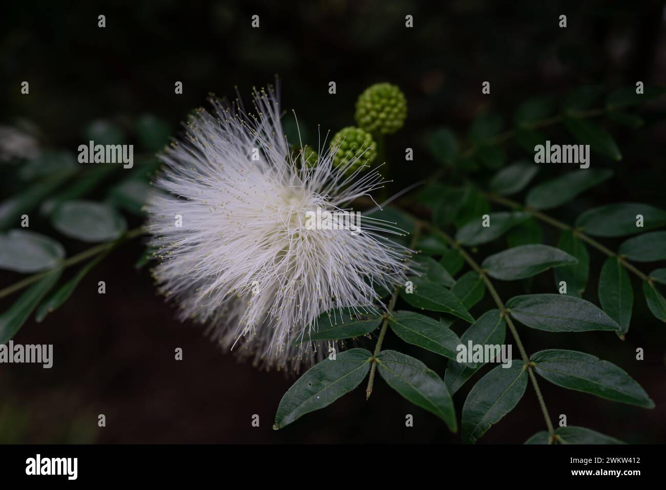 Flauschige weiße Blume auf dunkelgrünem Blatthintergrund. Puderpuff-Baumblüte Stockfoto