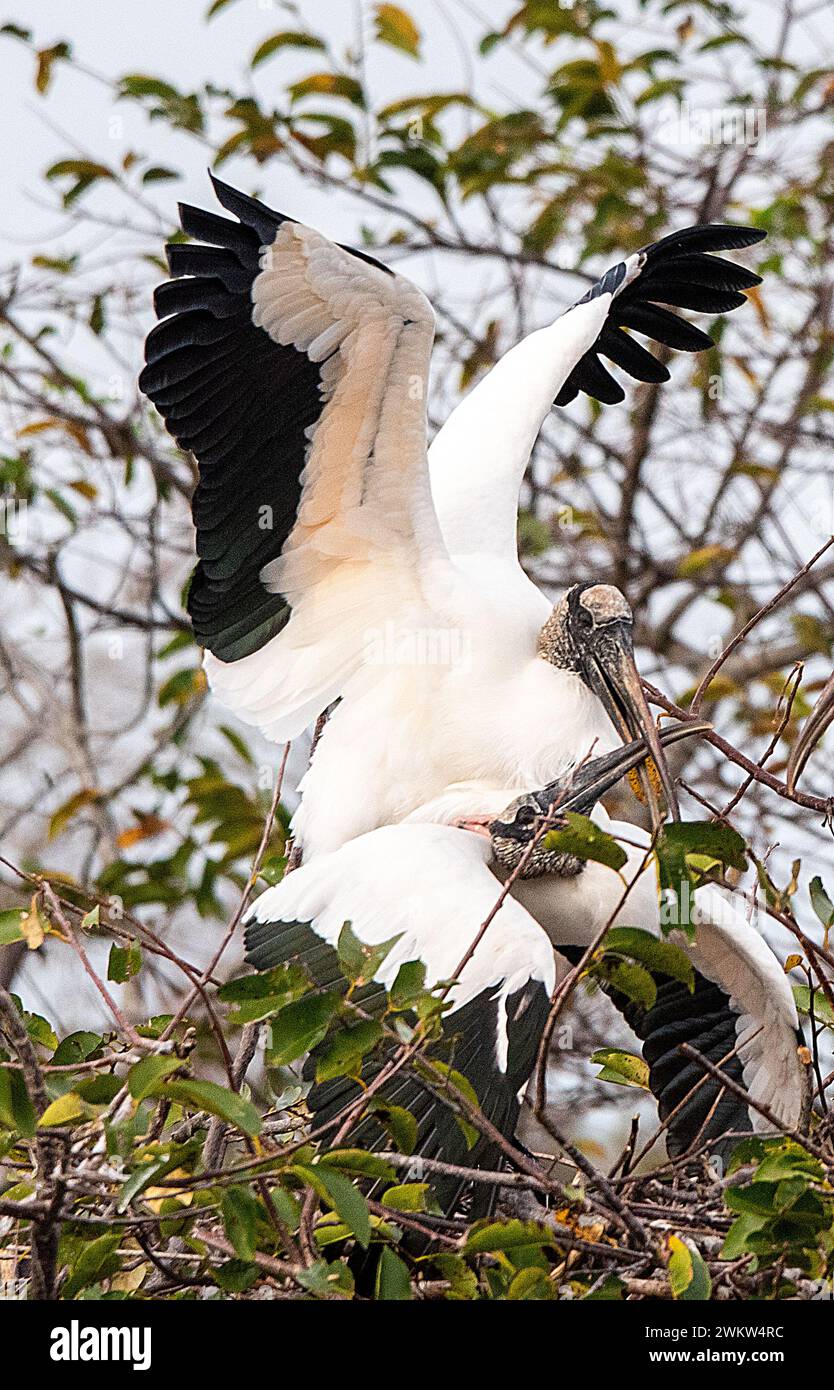 Holzstorch-Paarung Stockfoto