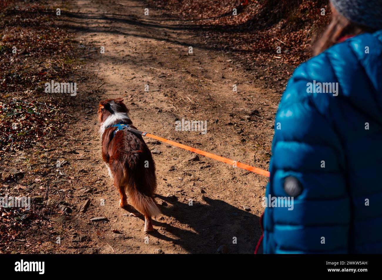 Ein Border Collie Hund läuft an der Leine mit seinem Besitzer auf einem Bergweg Stockfoto