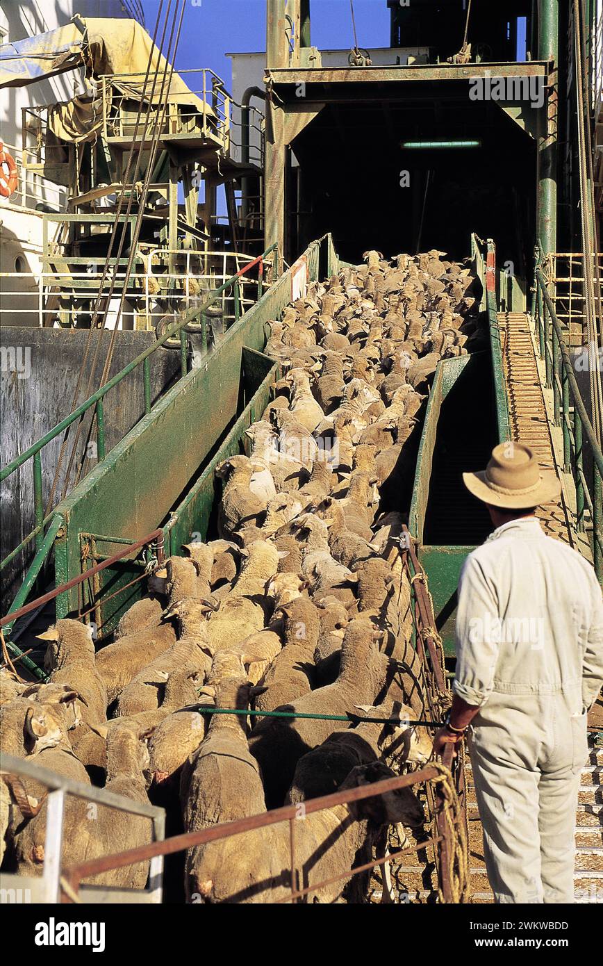 Verladung lebender Schafe für den Export nach Übersee aus Freemantle, Westaustralien. Stockfoto