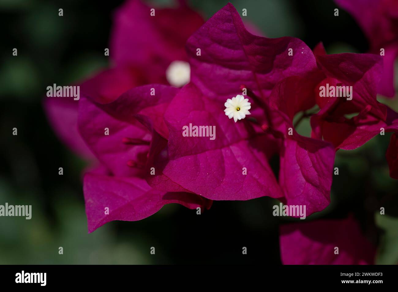 Wunderschöne dunkelrote Blume, Bougainvillea spectabilis, großartige Bougainvillea, im Club Med auf San Salvador Island, Bahamas Stockfoto