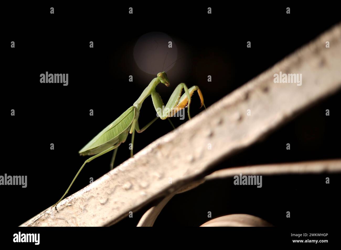 Eine betende Mantis, die während eines Stromausfalls in Bo, Sierra Leone, Afrika, vom Licht angezogen wurde. Stockfoto