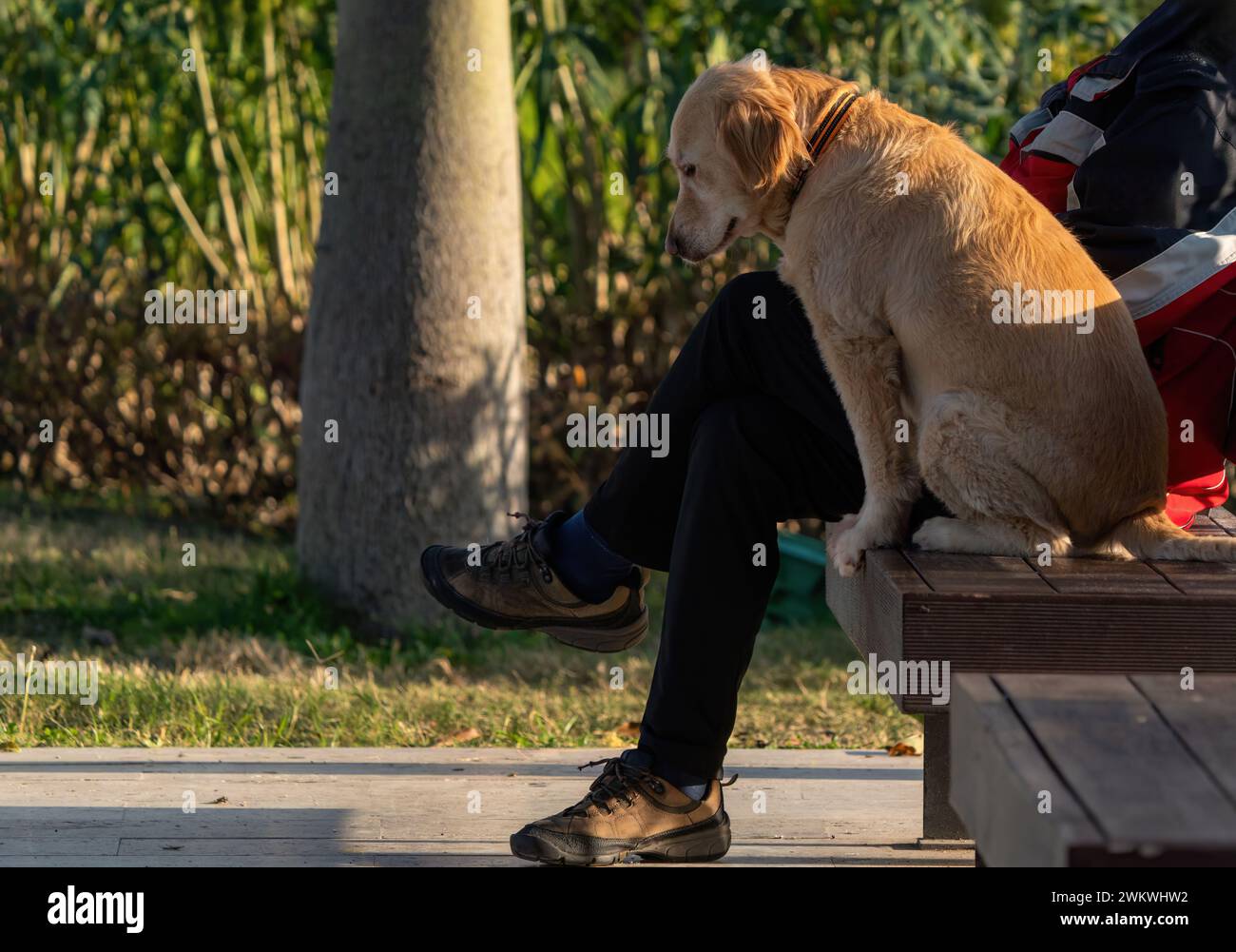 Trauriger Hund, der auf einer Bank sitzt. Stockfoto