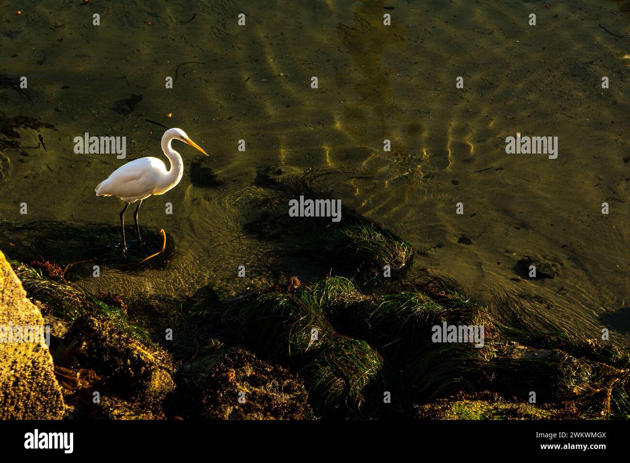 Toller Egret in Breakwater Cove, Monterey, CA Stockfoto