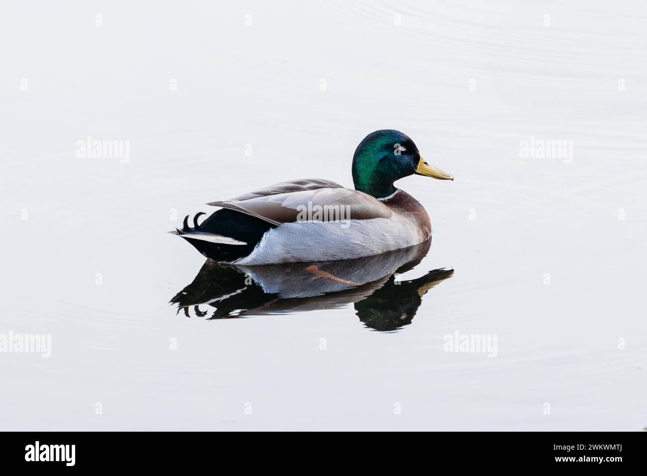 Schlafende männliche Stockentenente auf einem See mit wunderschöner Reflexion im Wasser Stockfoto