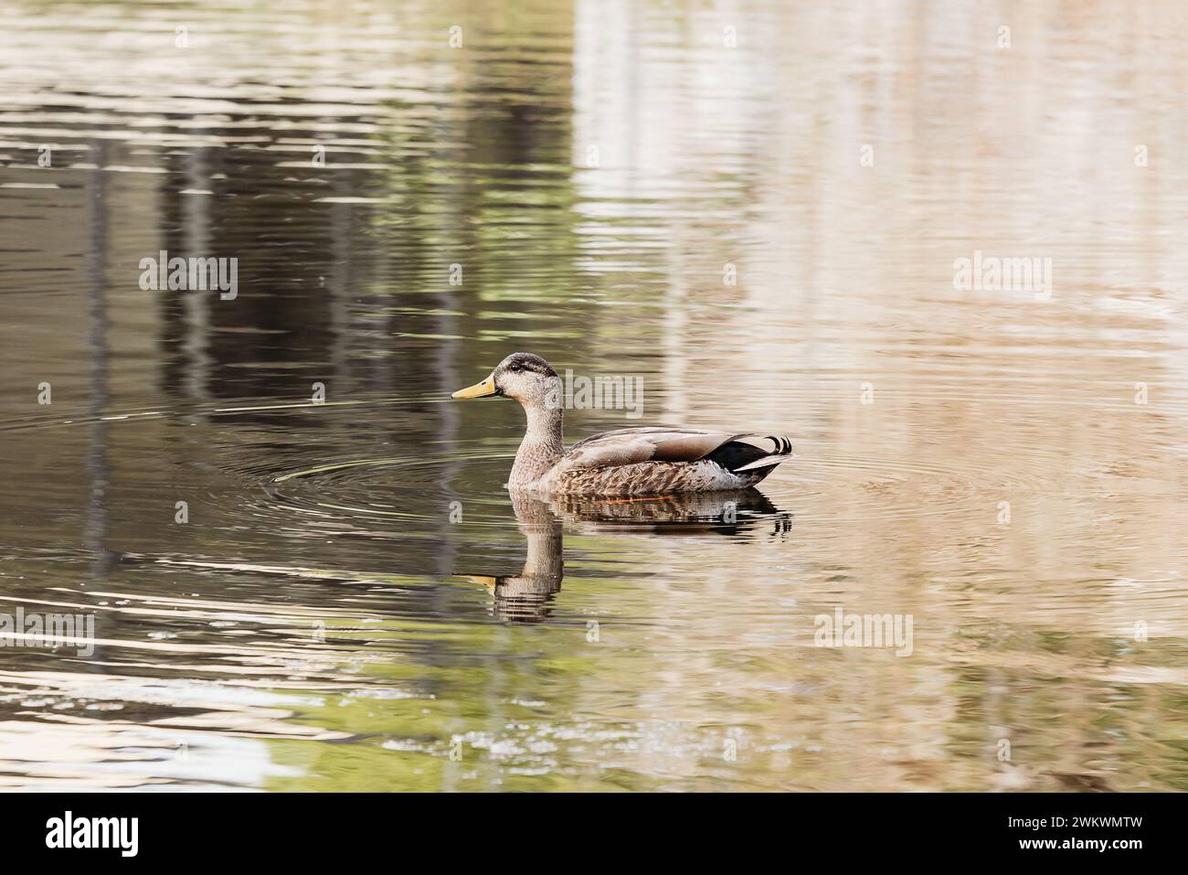 Weibliche Mallard-Ente-Orange-Rechnung Stockfoto