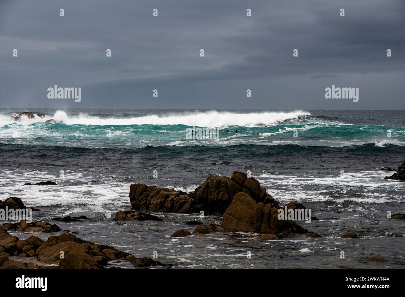 Eine Familie von Seeottern, die in der hohen Brandung vor Point Pinos schwimmen; Ocean View Blvd, Pacific Grove, Kalifornien Stockfoto