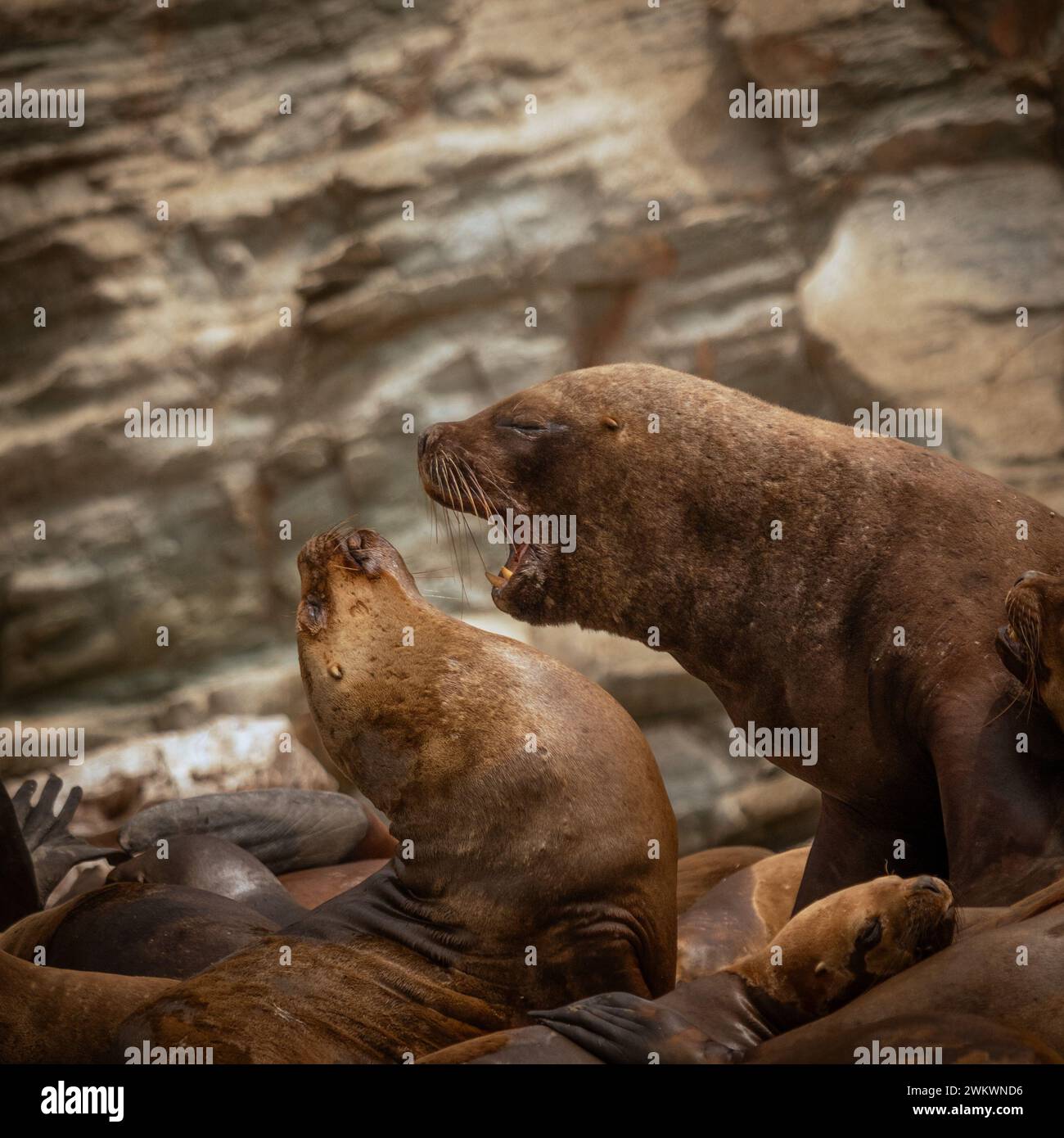 Nahaufnahme des Verhaltens vieler Seelöwen mit felsigem Hintergrund Stockfoto