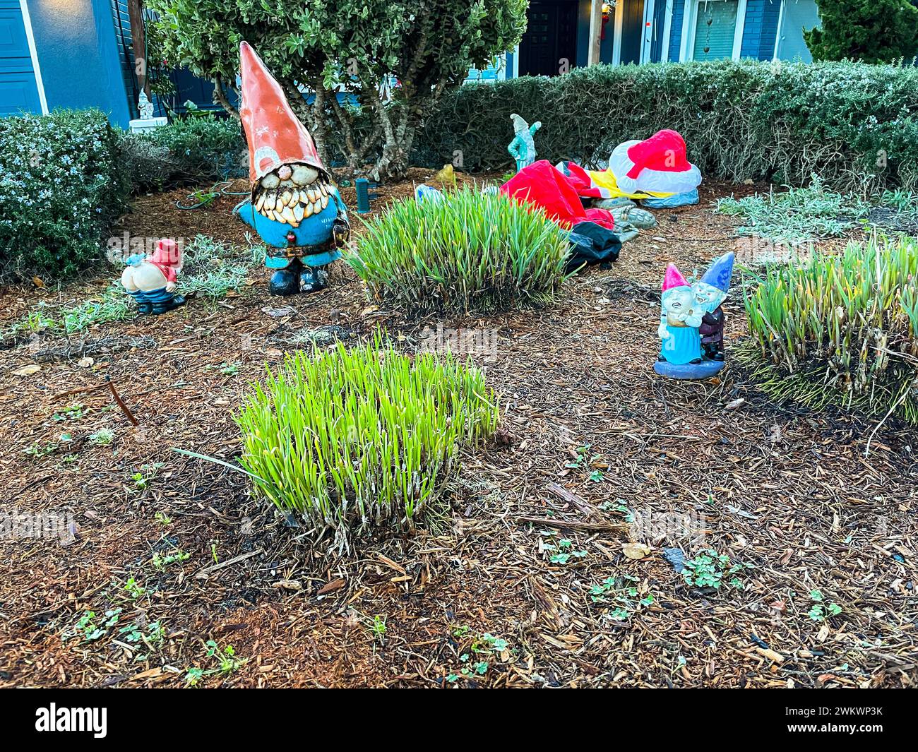 Am Morgen nach der wilden Party der Gnome: Pacific Grove, Kalifornien Stockfoto