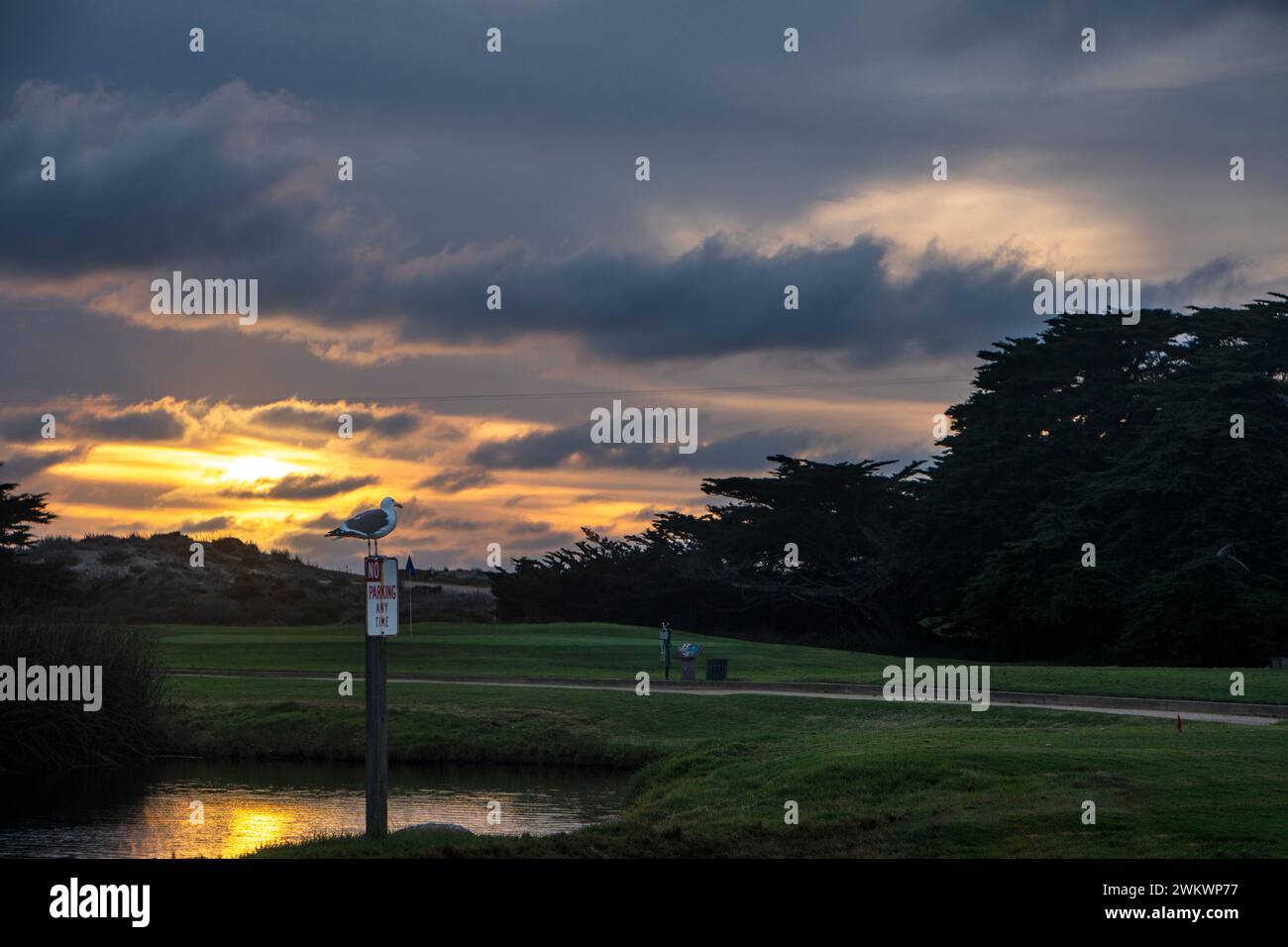 Möwe thront auf dem Schild „No Parking“ bei Sonnenuntergang bei Pacific Grove Golf Links. Stockfoto