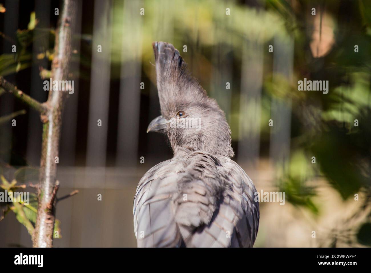 Weißbauchvogel (Corythaixoides leucogaster) in freier Wildbahn Stockfoto