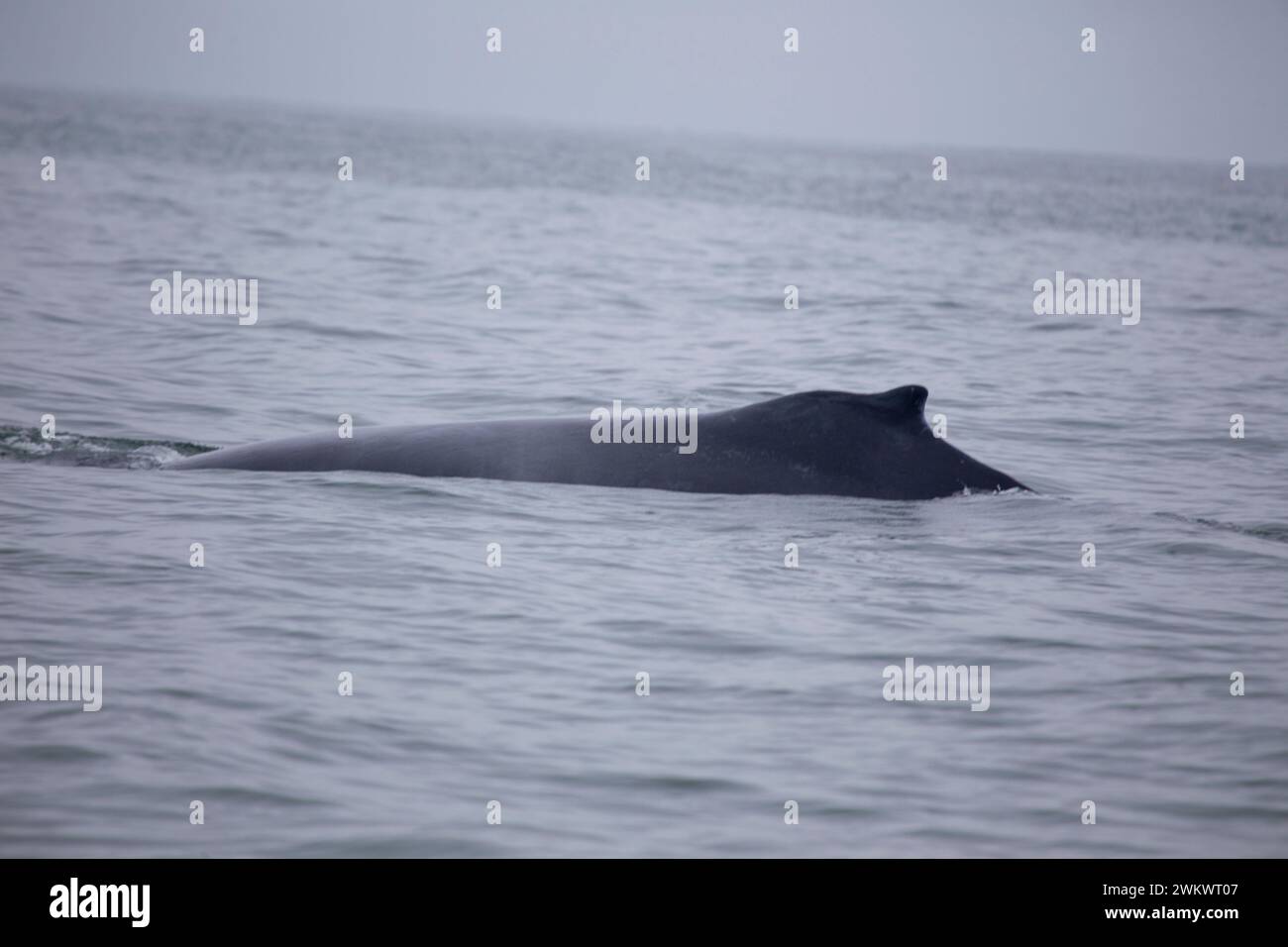 Buckelwal (Megaptera novaeangliae) in der Bucht von San Francisco Stockfoto