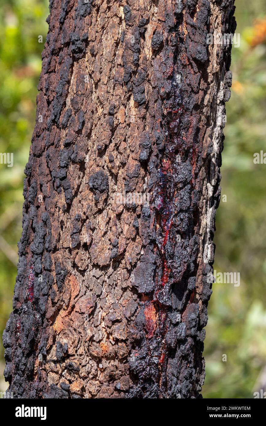 Stamm des Australian Red Bloodwood Tree Stockfoto