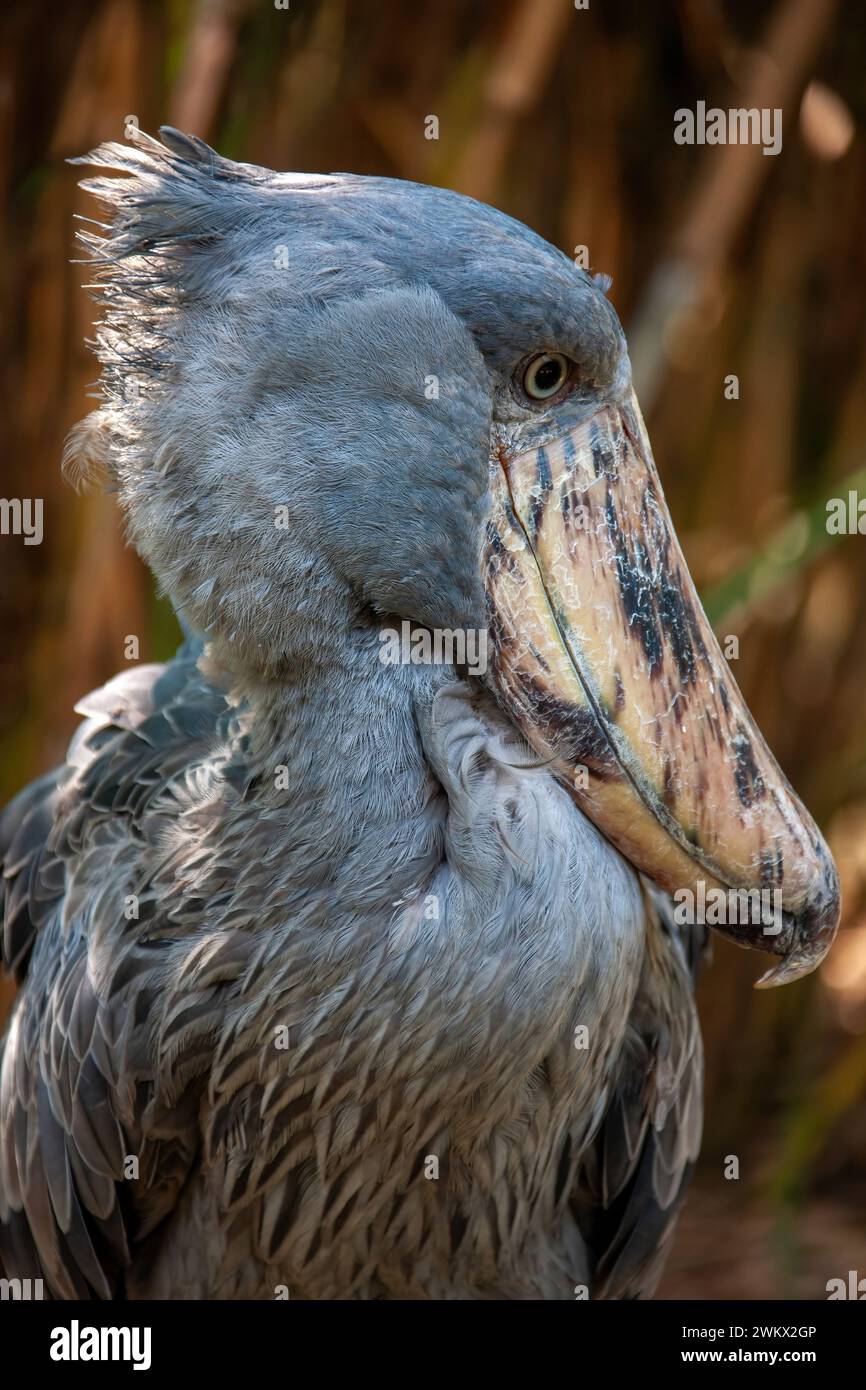 Shoebill Stork, Schuhschnabelstork ( Balaeniceps rex ) Ein riesiger Watvogel, Uganda, Afrika Stockfoto