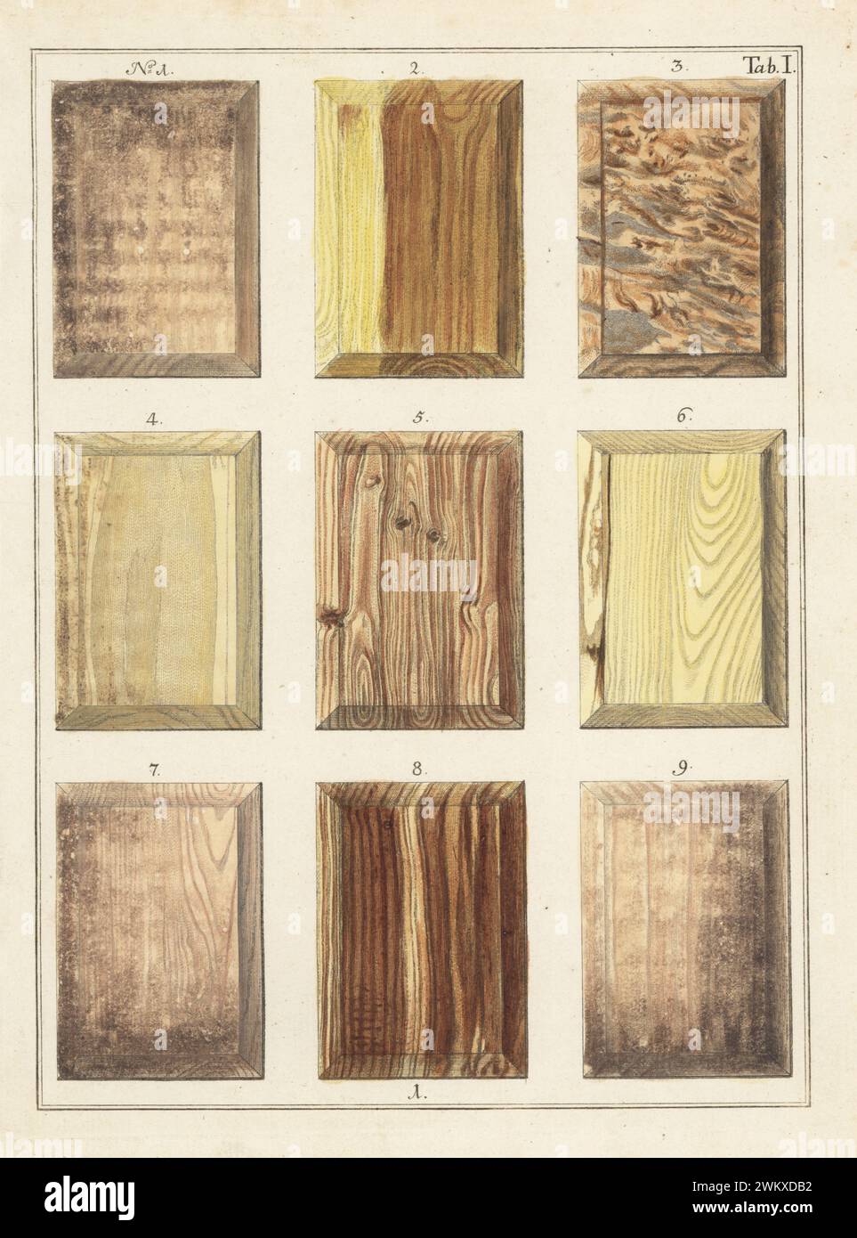 Holzmaserung Birke 1,3, Berberitze 2, Spindel 4,6, Rosmarin 5, eglantine 7, Mandel 8 und Pappel 9. Handkolorierter Kupferstich von Jan Christian Sepp aus Martinus Houttuyns Icones Lignorum exoticorum et nostratium: Wood Science, Representations of Native and Exotic Woods, J. C. Sepp, Amsterdam, Holland, 1773. Stockfoto