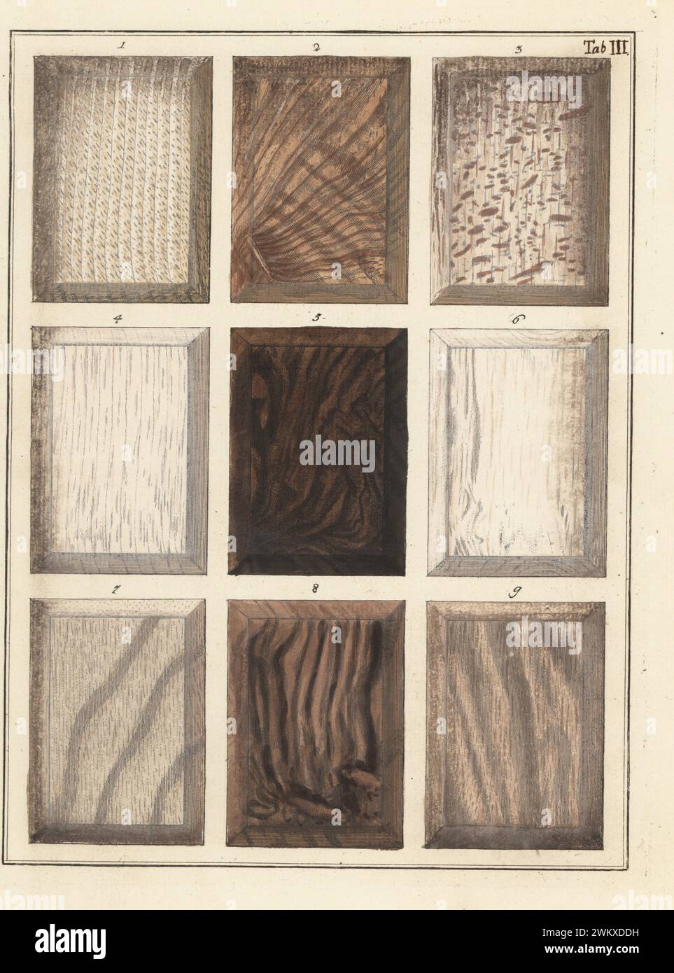 Buche 1-3, Ulme 4, Walnussbaumwurzel 5, Jochulme 6 und Walnussbäume 7-9. Handkolorierter Kupferstich von Jan Christian Sepp aus Martinus Houttuyns Icones Lignorum exoticorum et nostratium: Wood Science, Representations of Native and Exotic Woods, J. C. Sepp, Amsterdam, Holland, 1773. Stockfoto