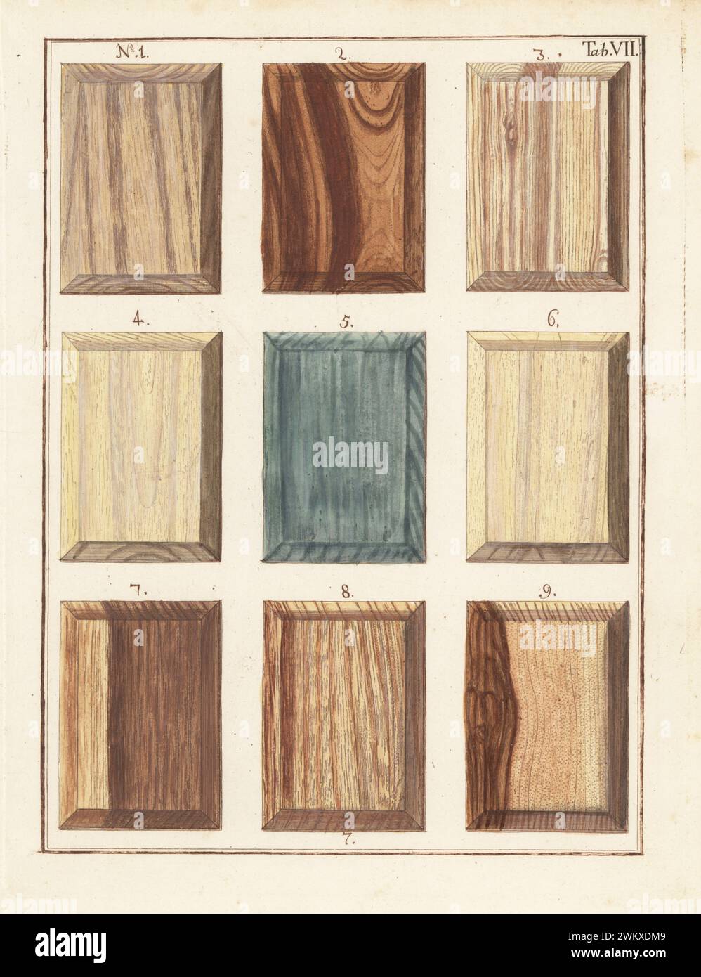 Esche 1,3, Kirsche 2, Weide 4-6, Rote Ulme 7, Weiße Ulme 8 und cornil Tree 9. Handkolorierter Kupferstich von Jan Christian Sepp aus Martinus Houttuyns Icones Lignorum exoticorum et nostratium: Wood Science, Representations of Native and Exotic Woods, J. C. Sepp, Amsterdam, Holland, 1773. Stockfoto