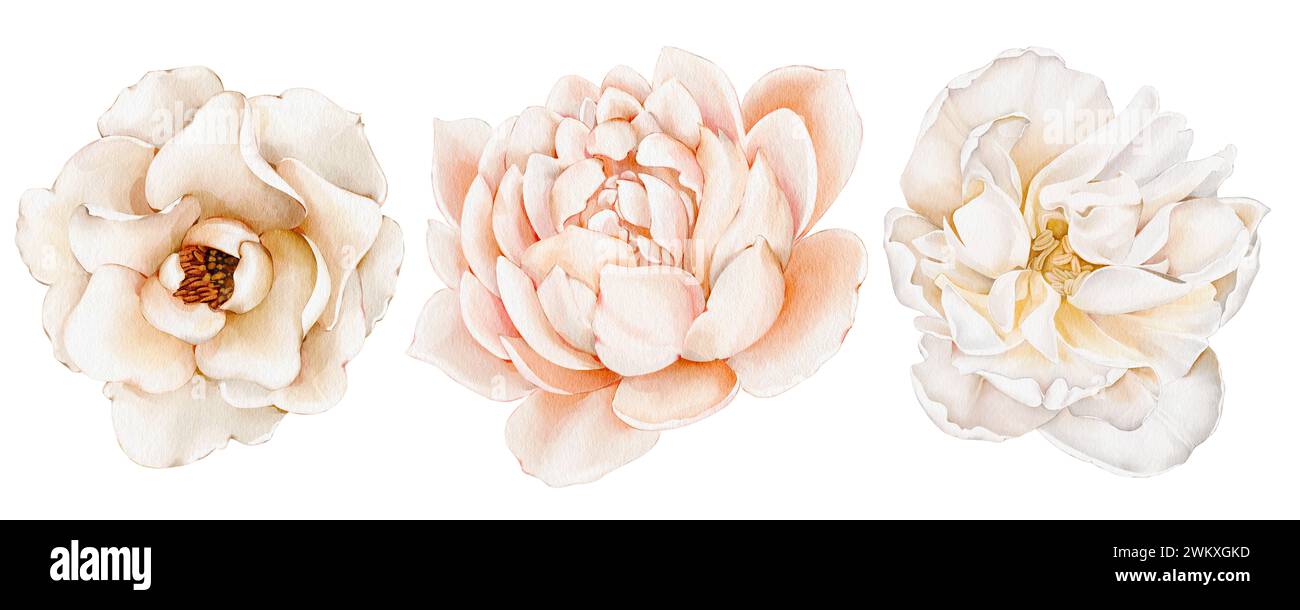 Set eleganter Blütenknospen: kamelie, Pfingstrose, Rose. Aquarell Clipart für Blumensträuße, Kompositionen, Postkarten, Verpackungsdesign, Hochzeitseinladungen, A Stockfoto