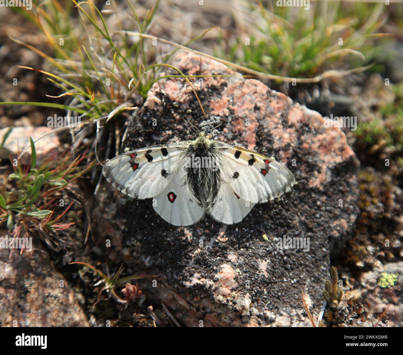 Rocky Mountain Parnassian (Parnassius smintheus) weißer Schmetterling auf einem Felsen in den Beartooth Mountains, Montana Stockfoto