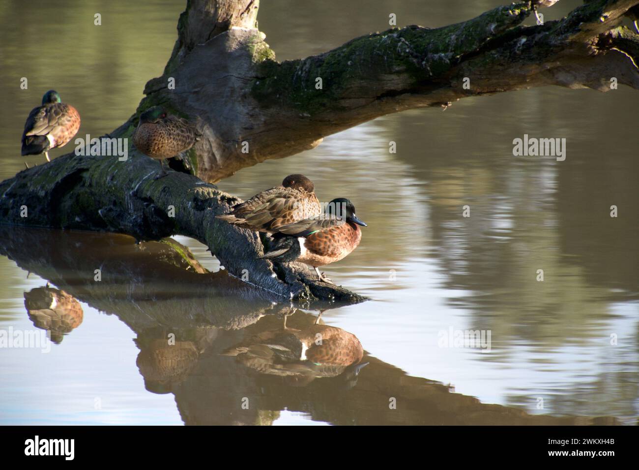 Kastanientrümel (Anas Castanea) sind normalerweise einsame Paare, also denke ich, dass diese Gruppe Verwandte Familie sein könnte. Jells Park Lake in Glen Waverley, Victoria. Stockfoto