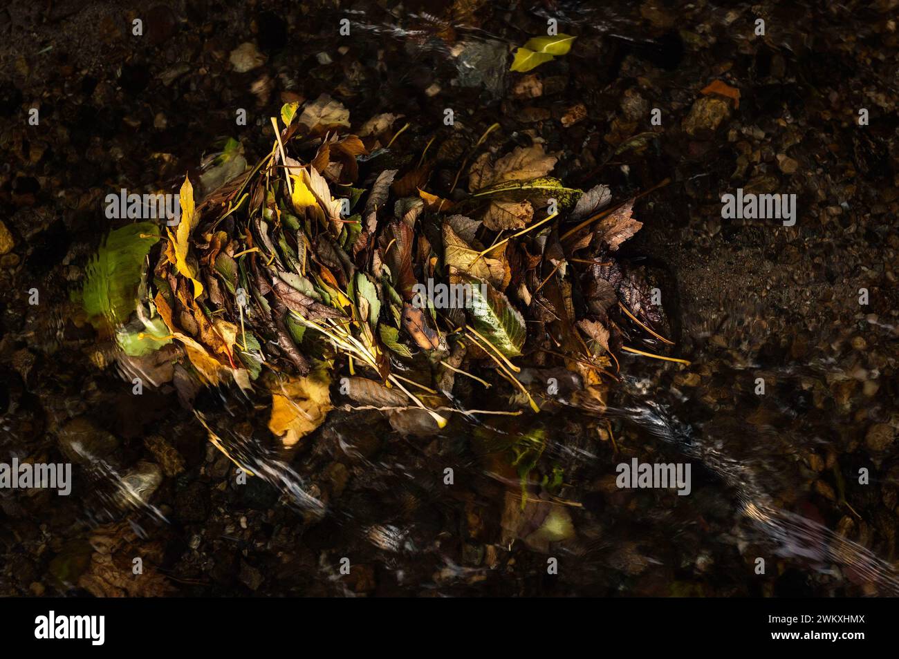 Herbstliche Natur auf einem Wanderweg im Wald, Wandern, Blätter, Wasser, bunt, Herbst, draußen, Herbstlaub, Laub, Marmelade, gestaut, Stillleben Stockfoto