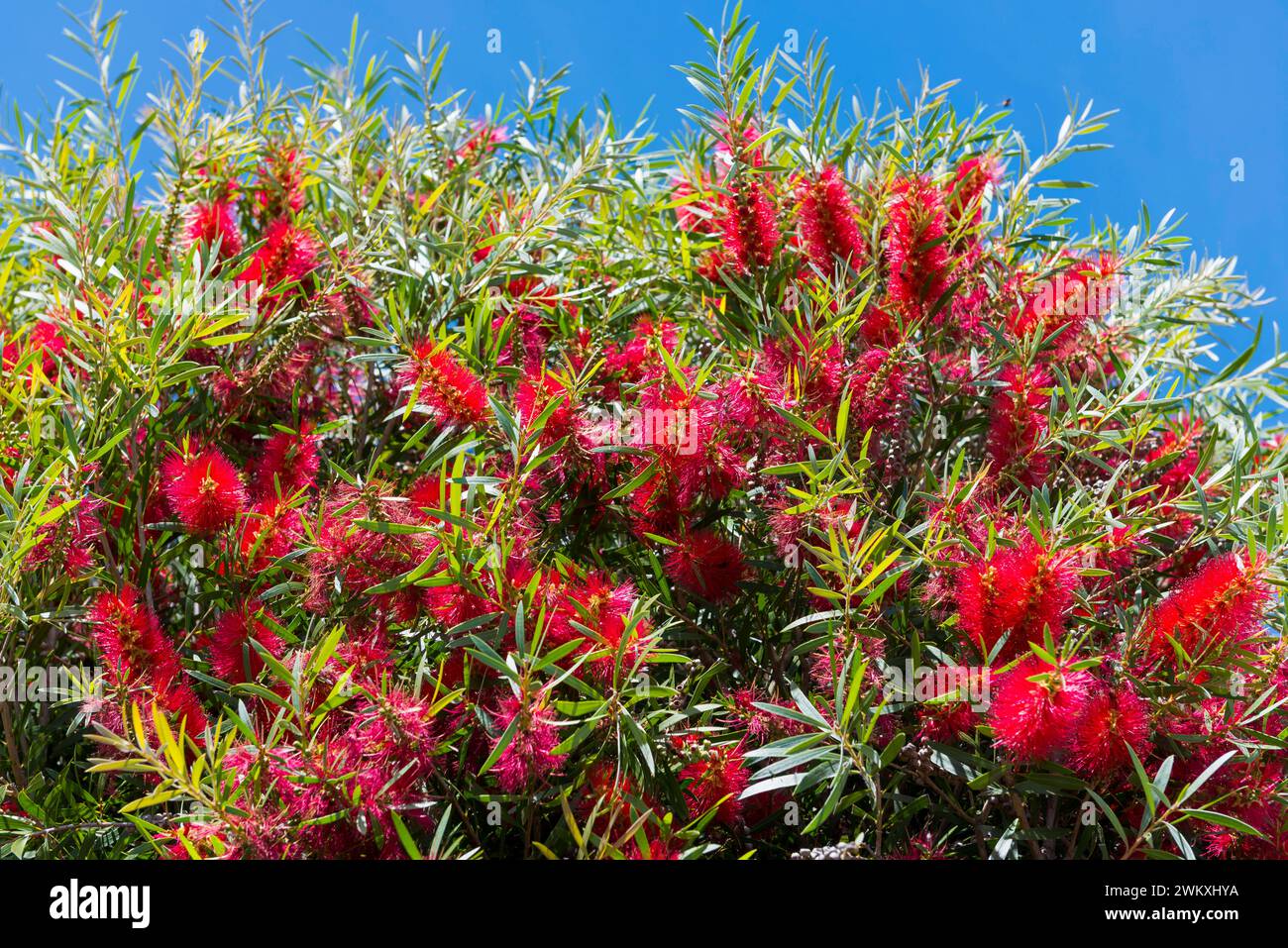 Erdbeerbaum für portugiesischen Mendroho-Schnaps, Flora, Botanik, Pflanze, rot, nützliche Pflanze, Getränk, Alkohol, Algarve, Portugal Stockfoto