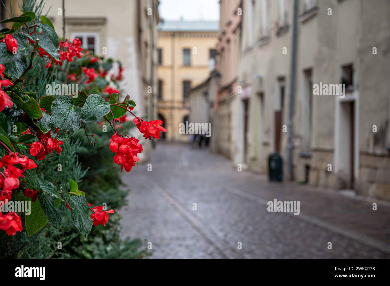 Rote Blumen in Krakau Altstadt, enge Straße, historisches Zentrum in Krakau, Polen Stockfoto