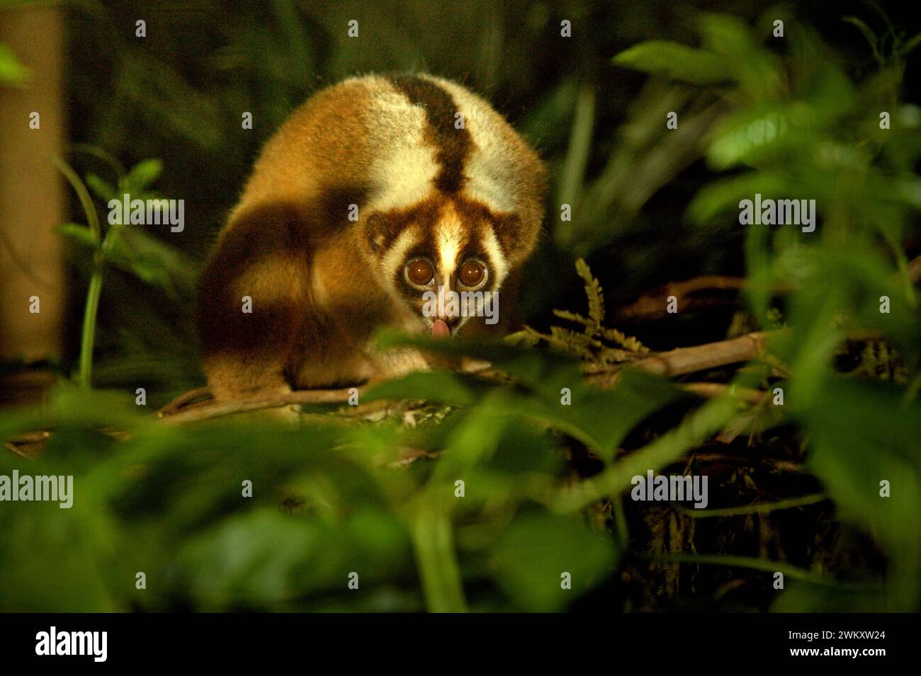 Slow Loris in einem von der International Animal Rescue (IAR) in Ciapus, Bogor, West Java, Indonesien betriebenen Reha-Zentrum für Wildtiere. Die Primaten wurden vor dem Handel mit Wildtieren gerettet und werden in die Wildnis entlassen, sobald sie bereit sind. Stockfoto