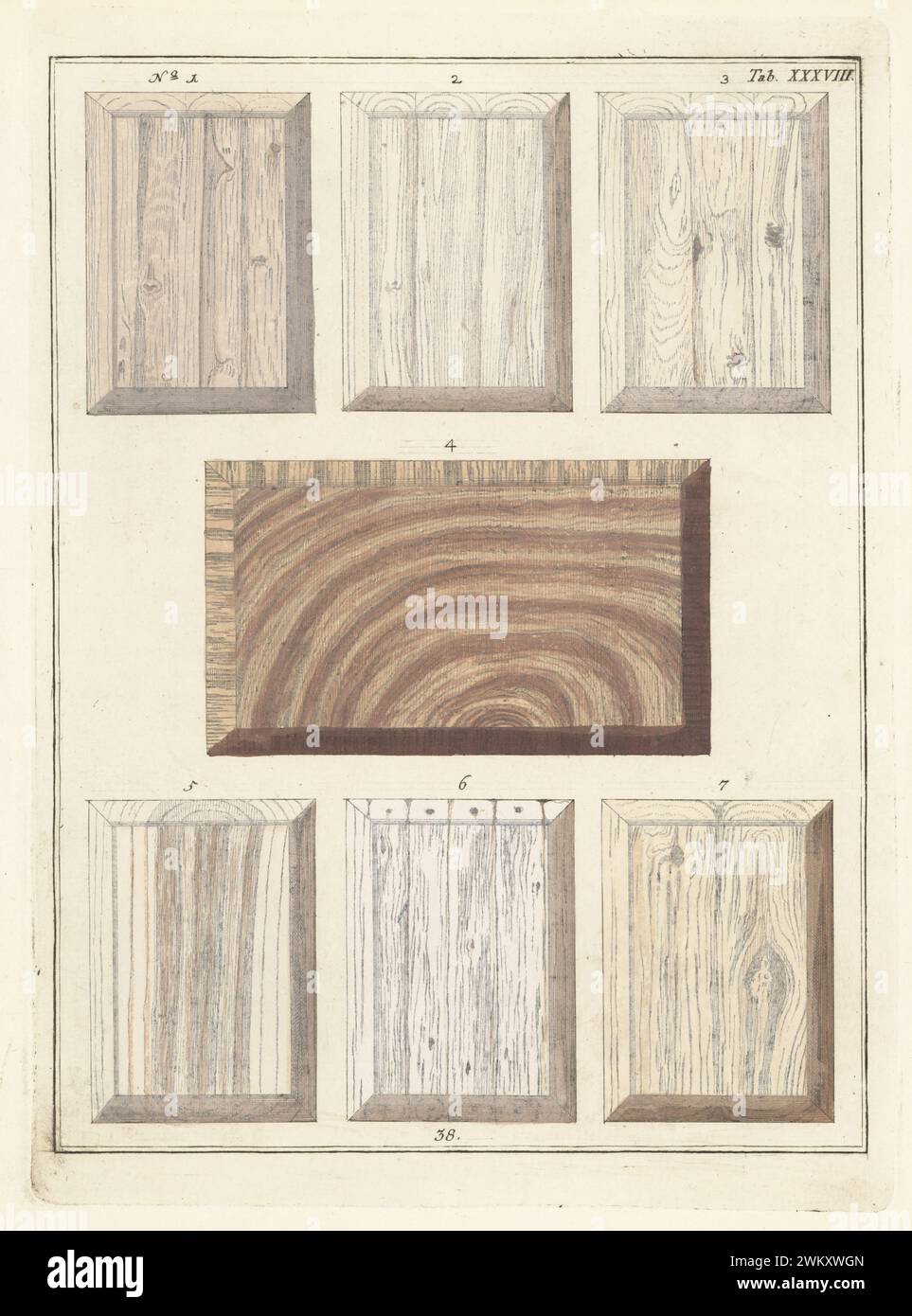 Indischer Lorbeer 1, raue Mallows 2, Besenrush 3, westindisches Rosenholz 4, wilde Rebe 5, asclepias 6 und edles phyllis 7. Handkolorierter Kupferstich von Jan Christian Sepp aus Martinus Houttuyns Icones Lignorum exoticorum et nostratium: Wood Science, Representations of Native and Exotic Woods, J. C. Sepp, Amsterdam, Holland, 1773. Stockfoto